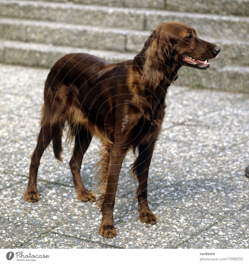 Setter Tier Haustier Hund beobachten Irish Setter Cane Carnivora Familienhund Hunderasse Junger Kopf Portraet Portrait Rassehund Landraubtier Haushund