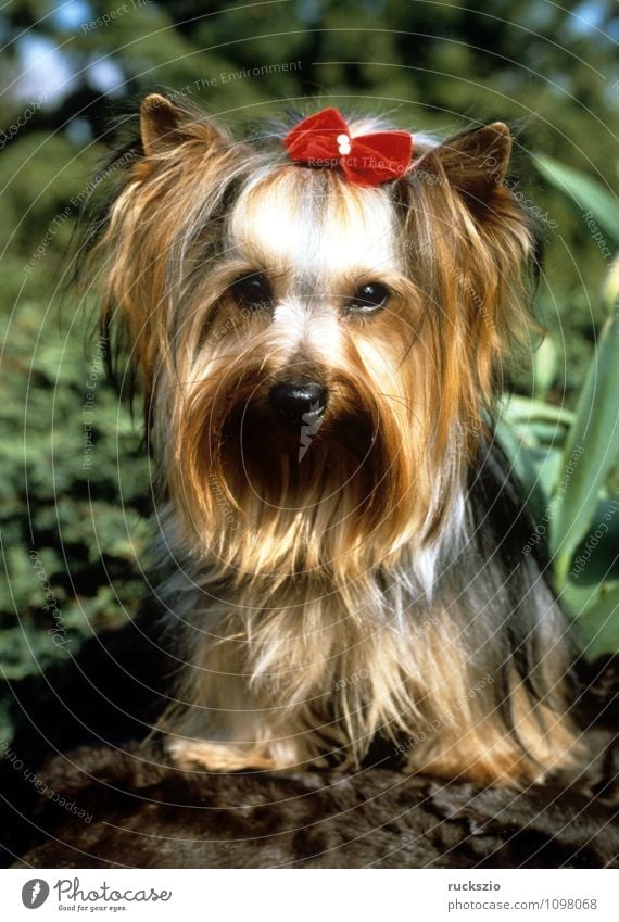 Yorkshire Terrier Tier Haustier Hund beobachten Yorkshire-Terrier Landraubtier Junger Familienhund Hunderasse Rassehund Kopf Portrait Portraet Haushund