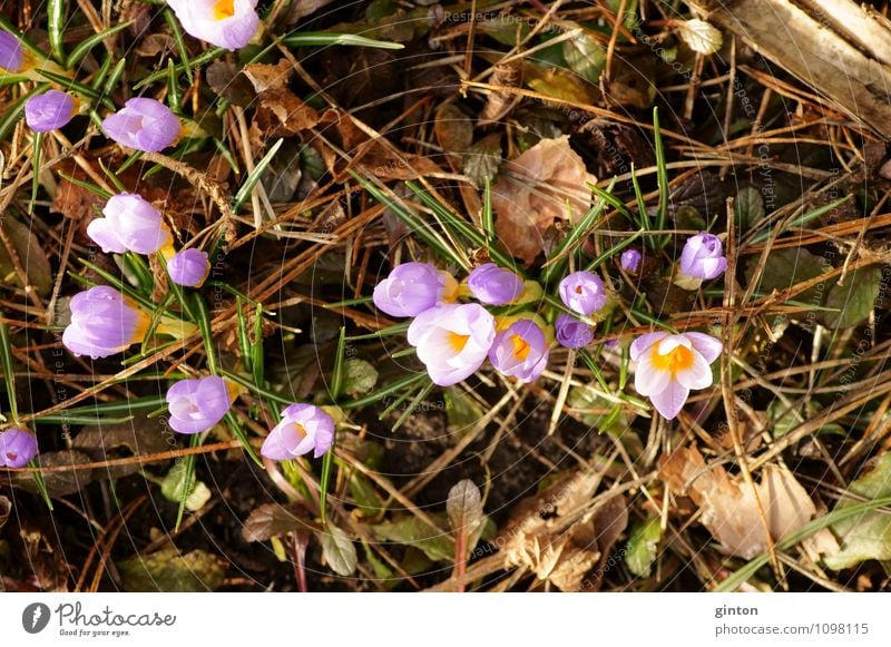 Krokusse im Winterbeet Natur Pflanze Frühling Blume Blatt Blüte frisch schön violett rosa Farbfoto mehrfarbig Nahaufnahme Detailaufnahme Tag Licht