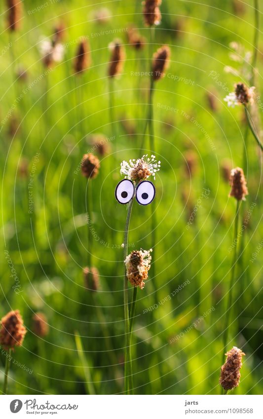 ich seh da kommt der frühling Gesicht Auge Natur Pflanze Frühling Sommer Schönes Wetter Gras Blick Neugier Fragen Farbfoto Außenaufnahme Nahaufnahme