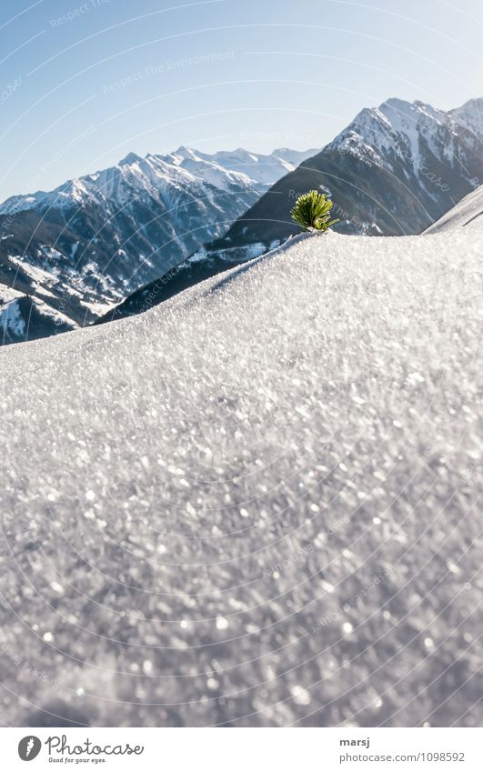 Latschenschopf in Eiskristallhügel Tourismus Ausflug Abenteuer Freiheit Winter Schnee Winterurlaub Berge u. Gebirge Natur Landschaft Himmel Wolkenloser Himmel
