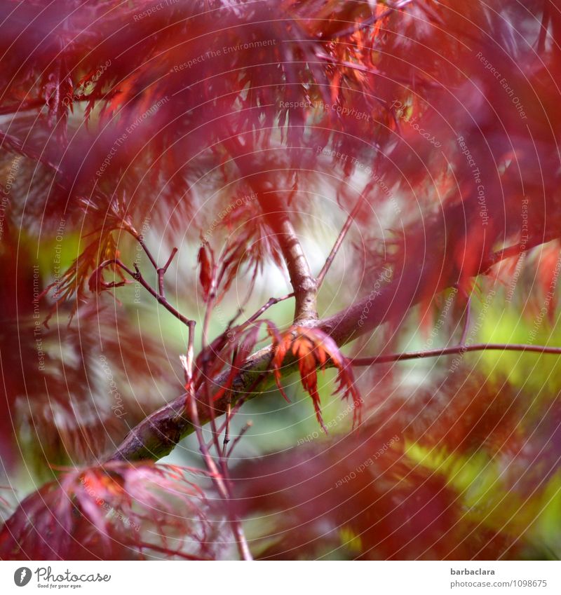 !Trash! 2015 | wild und feurig Pflanze Wind Baum Blatt Ahorn Garten leuchten Fröhlichkeit mehrfarbig rot Stimmung bizarr Farbe Natur Umwelt Farbfoto