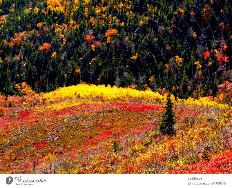 +++Indian Summer+++ Highlands Kanada Nova Scotia Herbst Farbe Farbstoff Landschaft Reflexion & Spiegelung Atlantik Baum Tanne Wiese gelb orange grün Wald