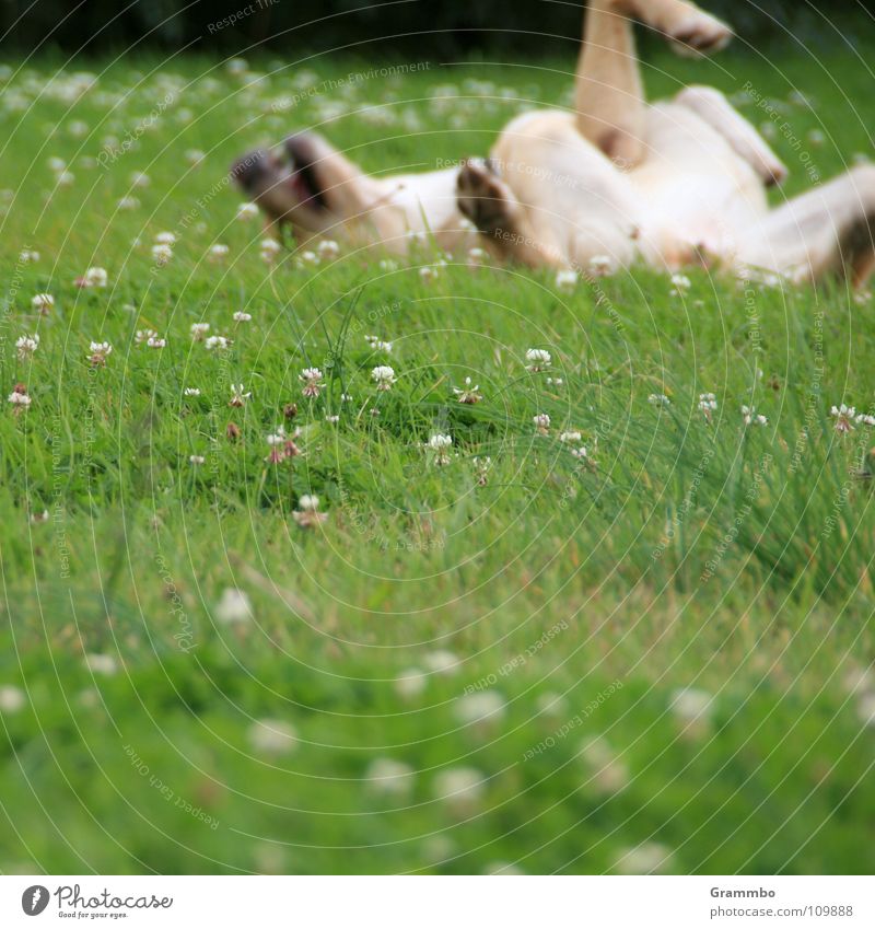 Ich lach' mich tot! Hund Wiese Blume grün Fell Rückenlage Lebensfreude Zufriedenheit Sommer Magdeburg Säugetier Lilli Freude Glück
