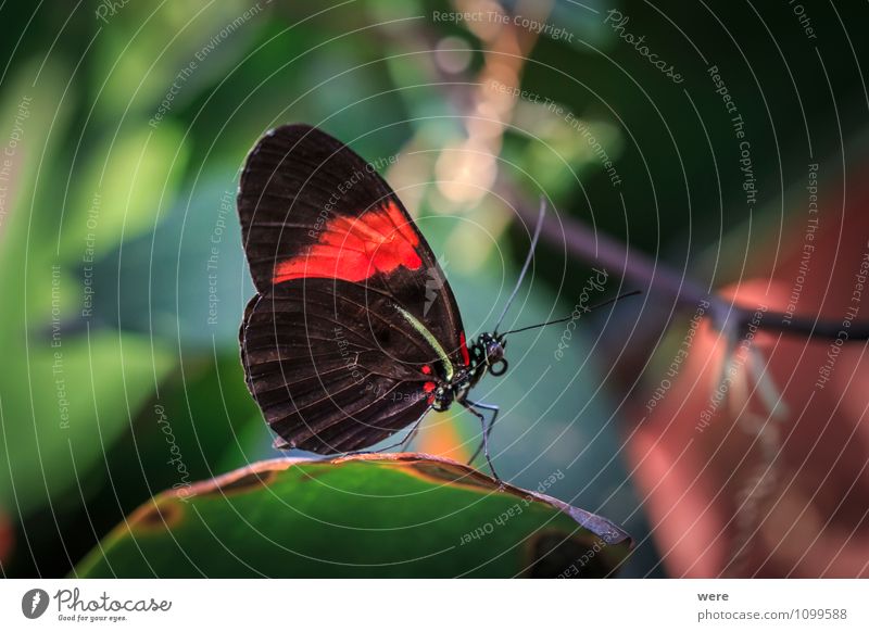 Mr. Postman Natur Tier Schmetterling Flügel 1 sitzen rot schwarz Farbfoto Außenaufnahme Makroaufnahme