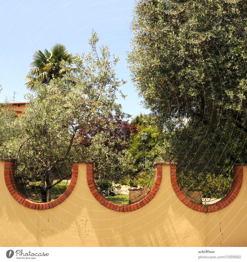 Wellengang Sommer Schönes Wetter Pflanze Baum exotisch Garten Park gelb Olivenbaum Palme Anwesen Mauer Wellenform Gartenzaun mediterran Toskana Italien