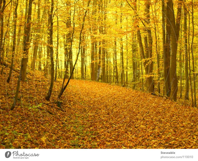 Herbstwald Wald Blatt Stimmung Jahreszeiten ruhig Natur Landschaft Spaziergang Erholung