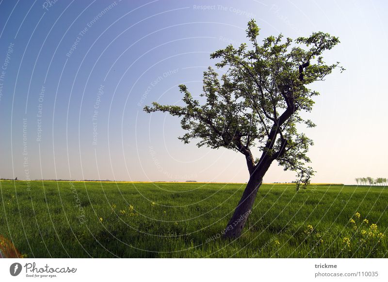 Einsamkeit Baum grün Gras Holz ruhig leer Blatt dunkel harmonisch Unendlichkeit Horizont Sommer blau Freiheit blat Natur Himmel Schatten