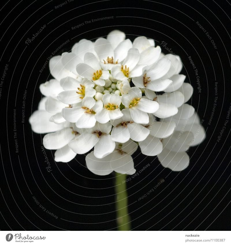 Schleifenblume Gesundheit Alternativmedizin Natur Pflanze Blume Blüte frei schwarz weiß Bittere Schleifenblumen Iberis amara einheimisch weissbluehende