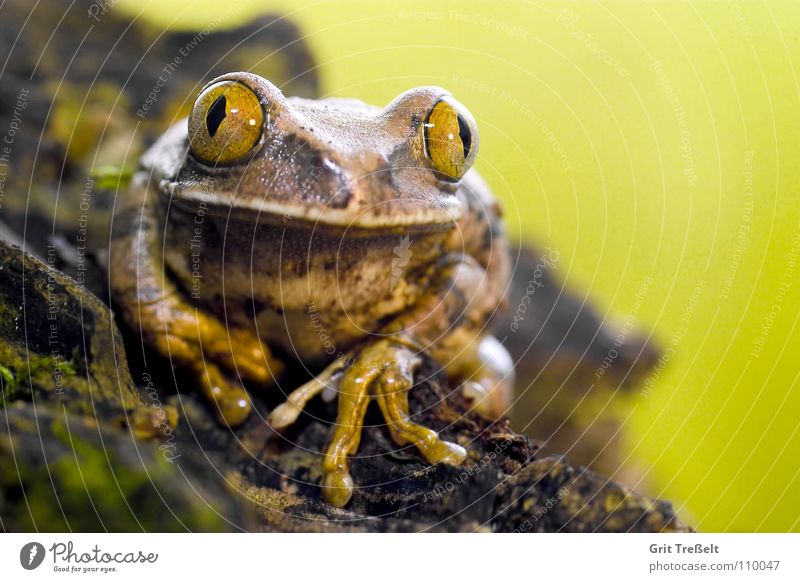 Waldsteigerfrosch Makroaufnahme kleben Terrarium Haustier Frosch Natur Blick Terristik Lurch Auge