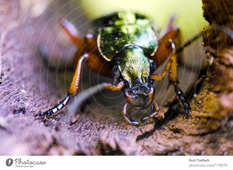 Laufkäfer Insekt grün Käfer laufen Makroaufnahme Natur fliegen