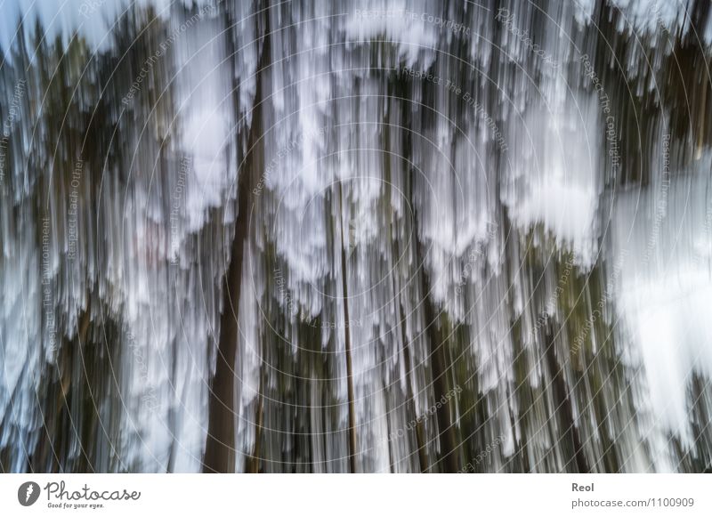 Fallend Natur Klimawandel Wald Bewegung eckig schwarz weiß skurril Irritation Bewegungsunschärfe Hintergrundbild abstrakt fallen Schwindelgefühl schwindelig