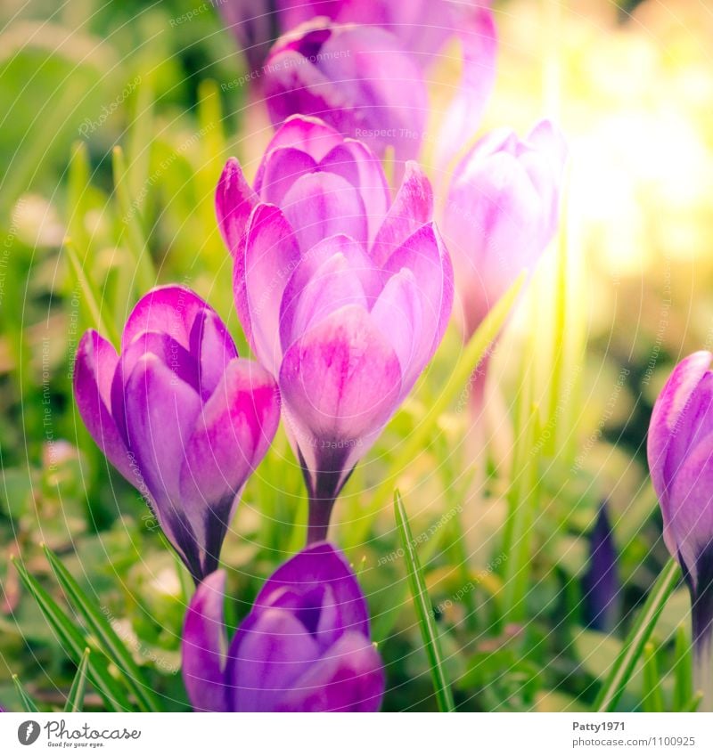Krokus Ostern Frühling Blume Krokusse Montbretie Blühend schön grün violett Natur Wachstum Farbfoto Außenaufnahme Tag