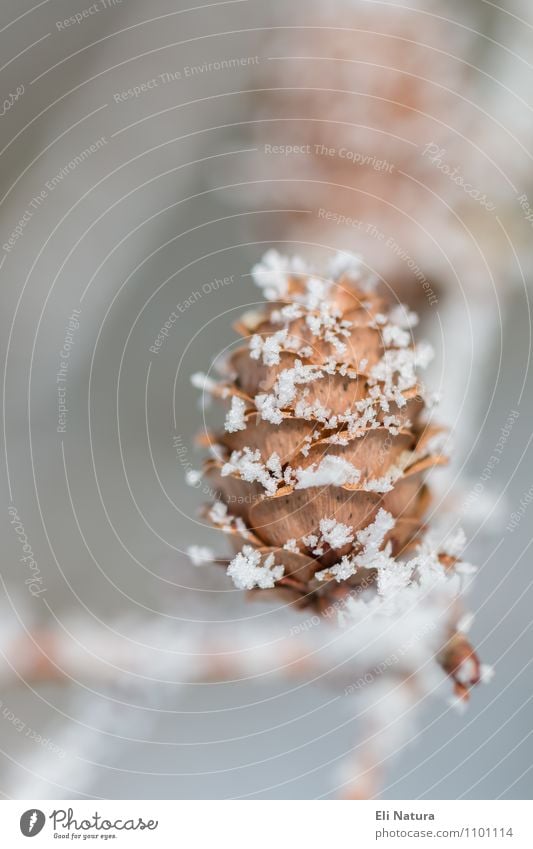 (Eis)- Zapfen Umwelt Natur Pflanze Tier Winter Frost Schnee Baum kalt braun gelb grau orange silber weiß Inspiration rein Eiskristall Schneeflocke