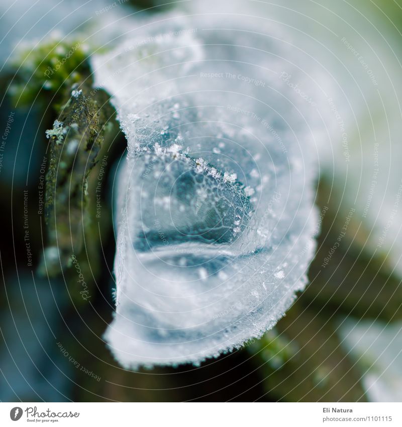 Eiskunst Kunst Natur Pflanze Tier Urelemente Wasser Winter Frost Schnee Baum Grünpflanze Baumrinde Garten Park Wald blau braun grün silber türkis weiß schön