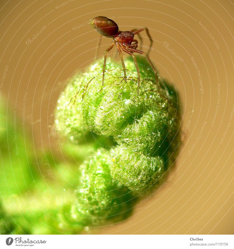 Spinnendreher Tier grün Spinnennetz Rolle gerollt rollen Frühling Pflanze Blume Nordwalde Angst Panik Makroaufnahme Nahaufnahme Echte Farne gliederfüssler