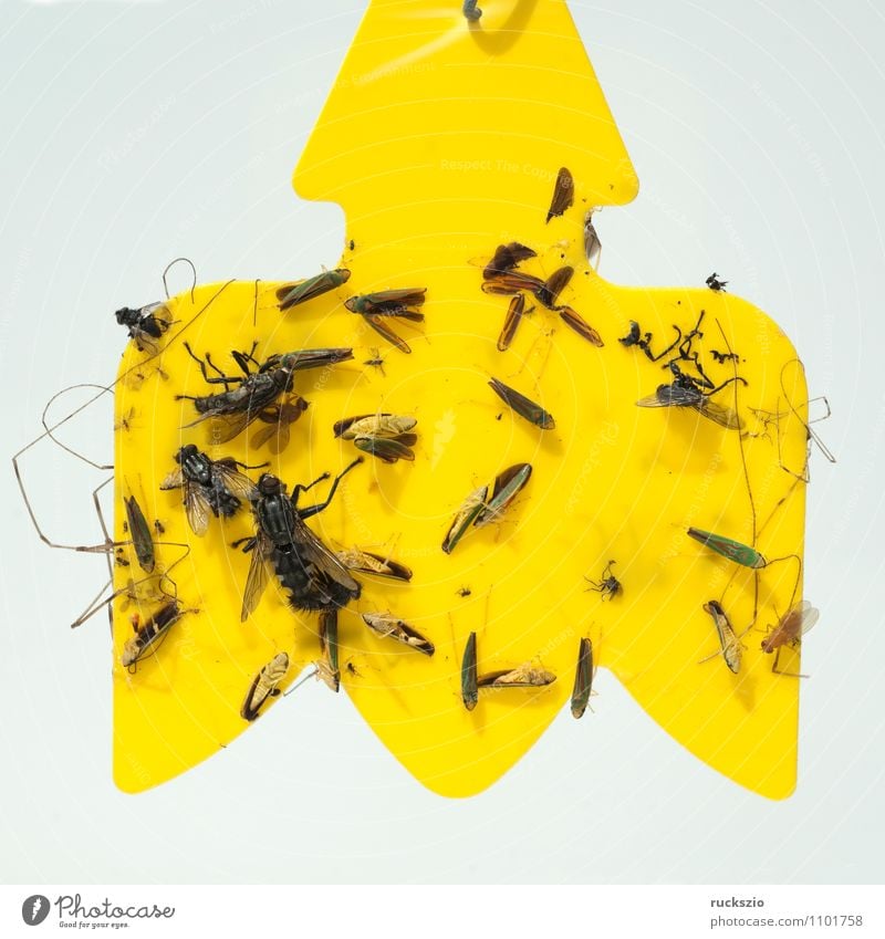 Gelbfalle, Insektenfalle Natur fangen frei gelb weiß Klebefalle kleben Klebstoff festkleben gefangen SchŠdlingsbekŠmpfung Leimtafeln Befallskontrolle