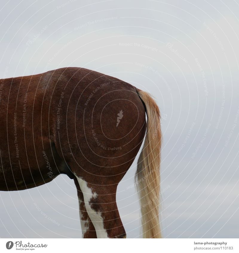 Das Hinterteil Gesäß Pferd Schwanz Mähne Springreiten dressieren Nutztier Tier Fell scheckig Ausritt Säugetier Verkehr kruppe Pony Rücken Beine Bauch