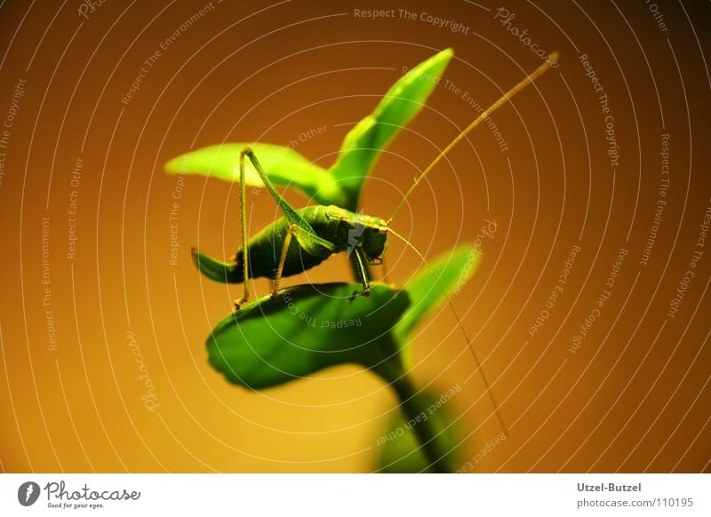halbtote Heuschrecke Insekt grün Makroaufnahme gelb Pflanze Nahaufnahme Canon Graßhüpfer Eos Natur