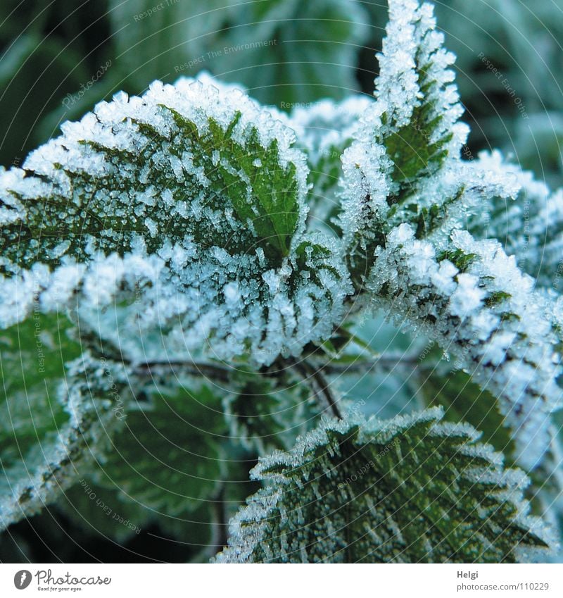Nahaufnahme von Eiskristallen an Brennnesselblättern Winter frieren gefroren kalt Blatt Pflanze grün weiß Frost Natur Schnee Heilpflanzen Unkraut Schneekristall