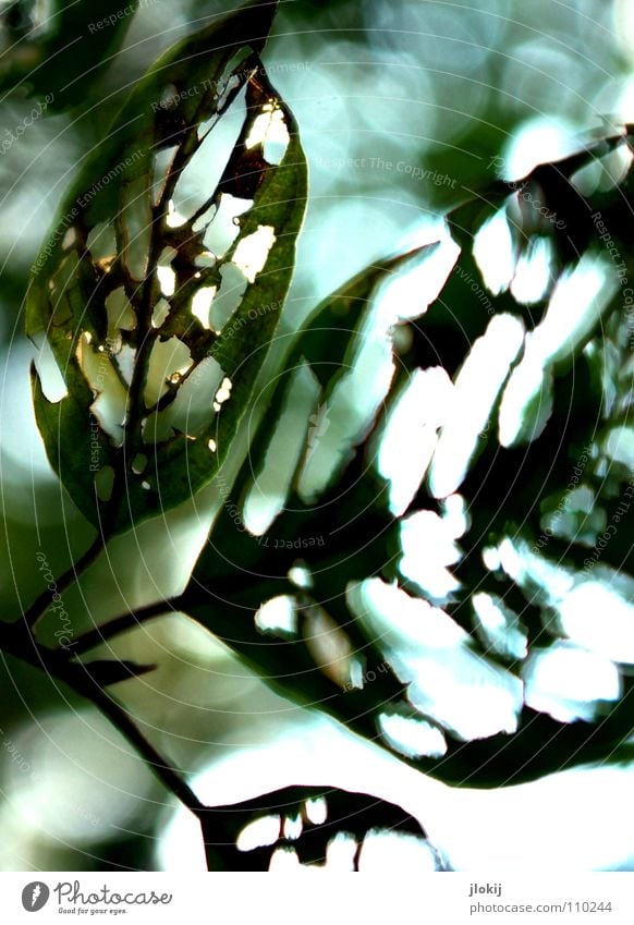 Gelocht Blatt Buche Baum zerfressen grün durchsichtig Gefäße Pflanze Biologie Natur Vergänglichkeit Herbst Jahreszeiten Ast Zweig Loch wehen Wind Bewegung
