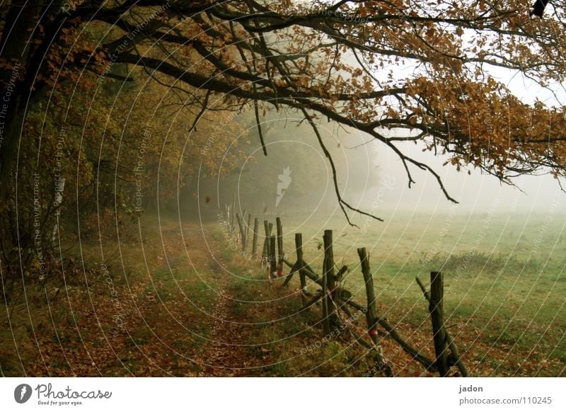 Herbstfarben mehrfarbig Lichterscheinung Gemälde Umwelt Natur Landschaft Nebel Baum Blatt Wiese Feld Wege & Pfade fallen frieren gehen streichen kalt Romantik