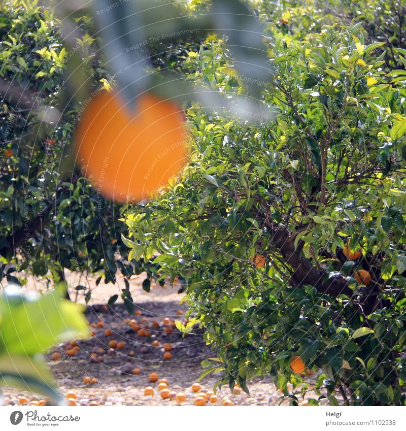 reif... Lebensmittel Frucht Orange Umwelt Natur Landschaft Pflanze Frühling Schönes Wetter Baum Blatt Nutzpflanze Orangenbaum Orangenhain Insel Mallorca hängen