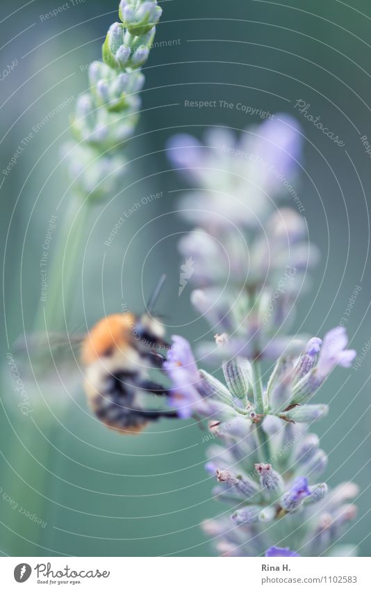 Mmh, lecker Sommer Schönes Wetter Blume natürlich Lavendel Hummel Ernährung Farbfoto Menschenleer Schwache Tiefenschärfe