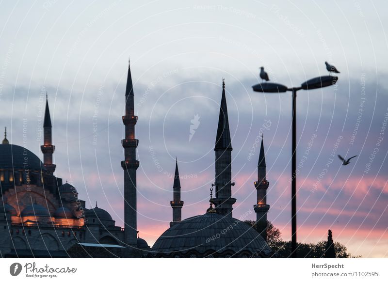 Fatih am Abend Istanbul Skyline Turm Bauwerk Gebäude Architektur Sehenswürdigkeit Wahrzeichen Fatih Moschee Wildtier Vogel 3 Tier ästhetisch grau rosa Möwe