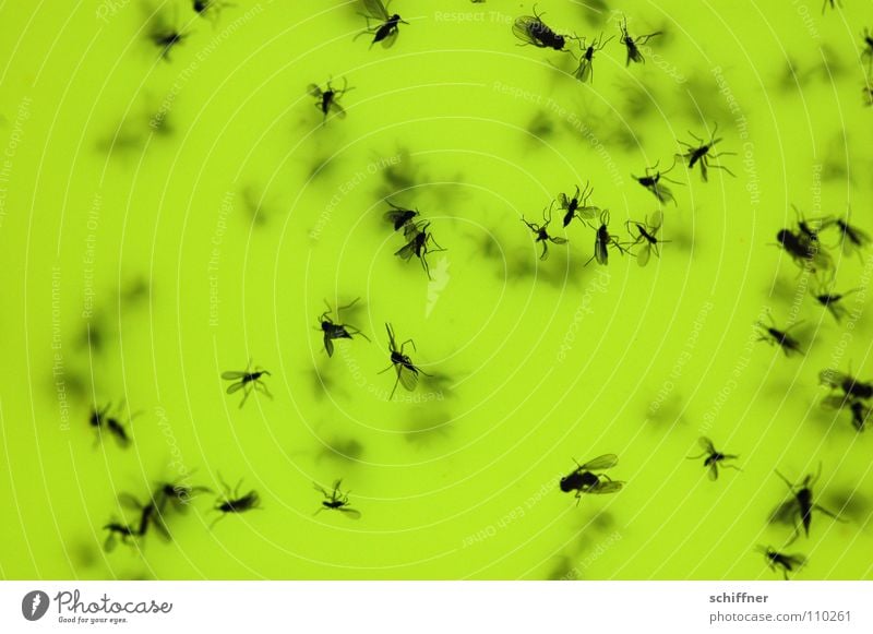 Suicide Bugs Taufliege Stechmücke gelb Mostfliege Mückchen Fliege fliegen Geschmeiß Drecksviecher lästig Tod untergehen Hinterhalt selbst schuld Makroaufnahme