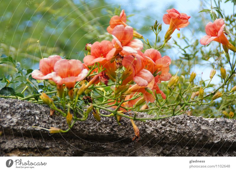 Auf der Mauer, auf der Lauer,... Natur Pflanze Sommer Blume Blüte Wand Stein Blühend Duft verblüht dehydrieren Wachstum grau grün orange rot Sinnesorgane
