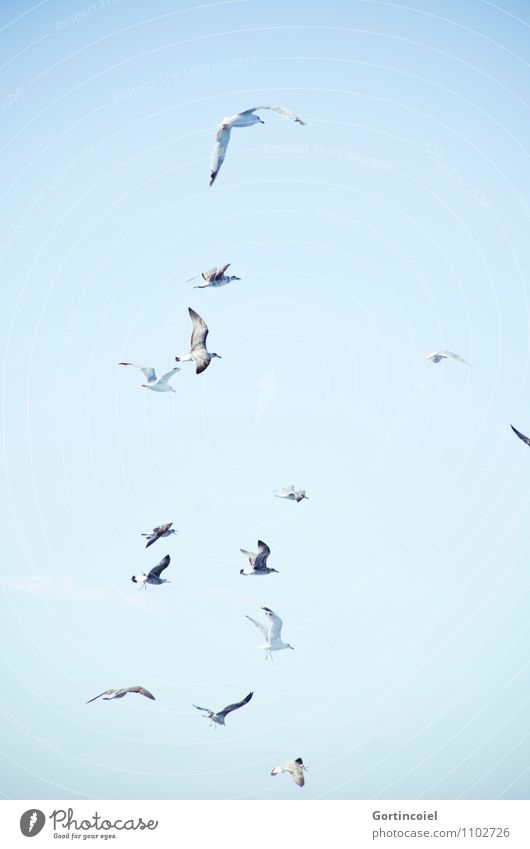 Möwen Himmel Wolkenloser Himmel Wildtier Vogel Flügel Tiergruppe Schwarm blau maritim Möwenvögel Vogelschwarm Meeresvogel Cote d'Azur Südfrankreich Farbfoto