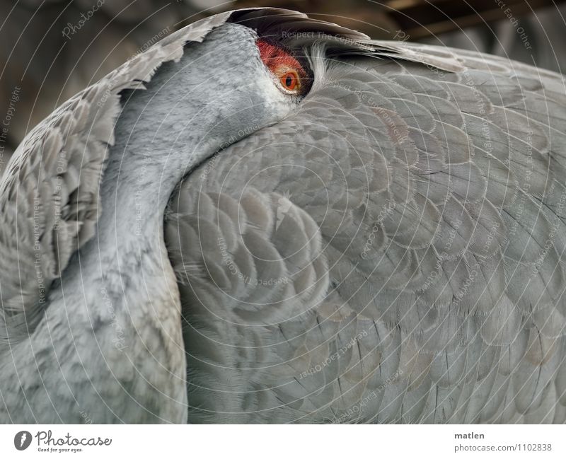 aufmerksam Tier Vogel 1 beobachten grau rot Kranich Auge Feder ruhen bedecken Strukturen & Formen Farbfoto Gedeckte Farben Außenaufnahme Nahaufnahme