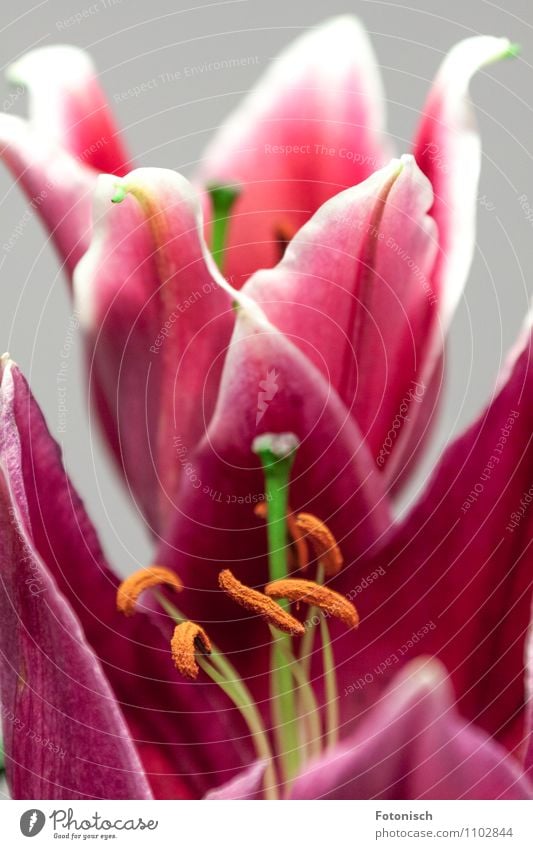 rosa Lilien Pflanze Frühling Treue Romantik Samen Farbfoto Studioaufnahme Detailaufnahme Textfreiraum oben Schwache Tiefenschärfe