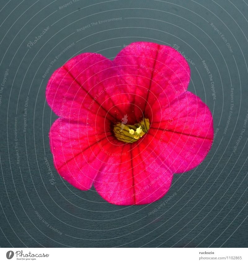 Petunie, Pitunia, Calibrachoa, Natur Pflanze Blume Rose Blüte Topfpflanze Terrasse frei rosa rot schwarz Carillon kleinbluetige Surfinia Celebration