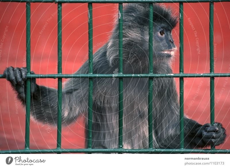 hinter Gittern Tier Fell 1 beobachten niedlich Mitgefühl Langeweile Affen Äffchen Zoo Käfig affenkäfig Haftstrafe gefangen Farbfoto Außenaufnahme Tag