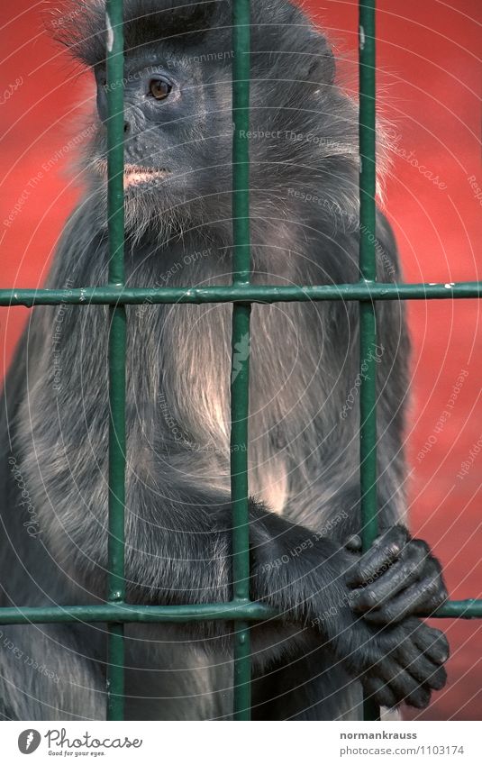 hinter Gittern Tier Fell Zoo 1 beobachten hocken Mitgefühl Affen Äffchen gefangen Haftstrafe Käfig Affenkäfig Farbfoto Außenaufnahme Tag Zentralperspektive