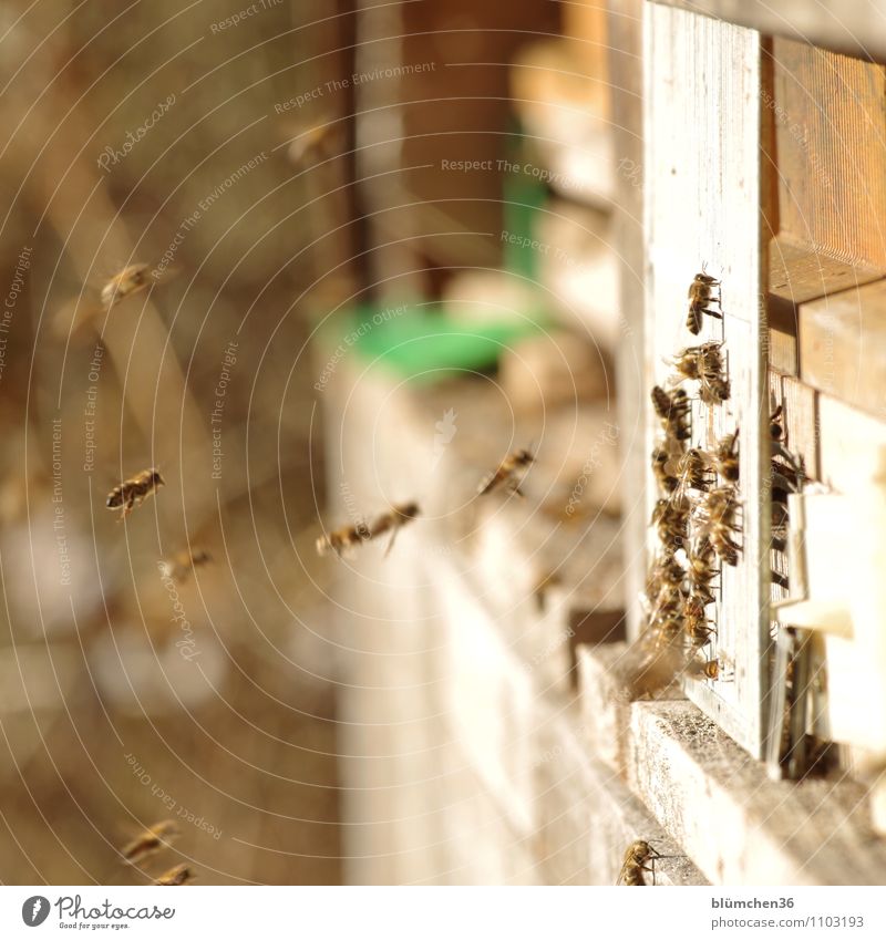 Start in die neue Honig-Saison! Tier Nutztier Wildtier Biene Honigbiene Insekt Bienenstock Schwarm fliegen tragen ästhetisch klein natürlich schön Imkerei
