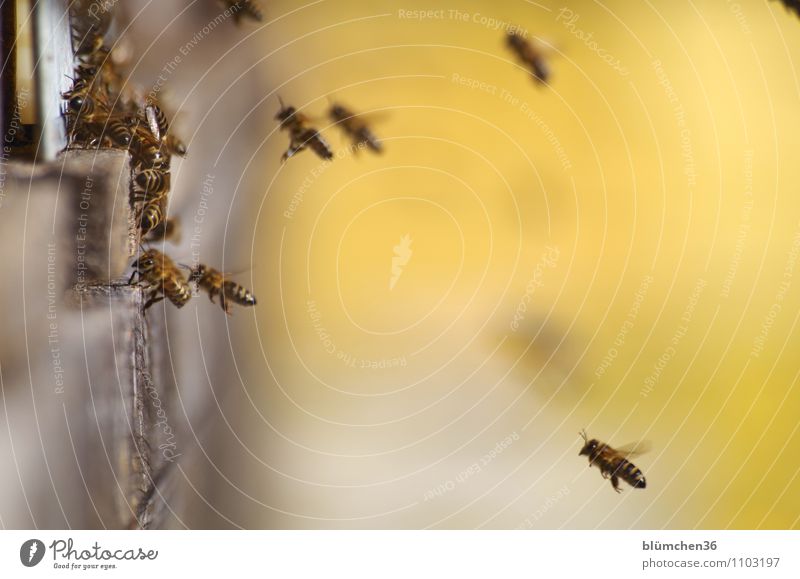 Daheim ist es am schönsten! Tier Nutztier Wildtier Biene Insekt Bienenstock Schwarm fliegen tragen ästhetisch klein natürlich Imkerei Honig Bewegung
