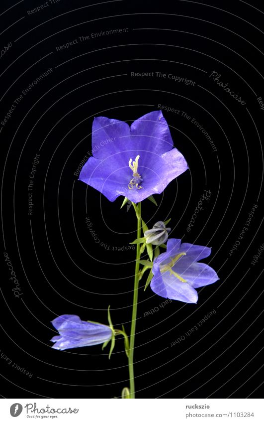 Rundblaettrige Glockenblume, Campanula rotundifolia Natur Pflanze Blüte Wildpflanze Blühend frei blau schwarz Wiesenblume Waldpflanze Round-leaved bellflower