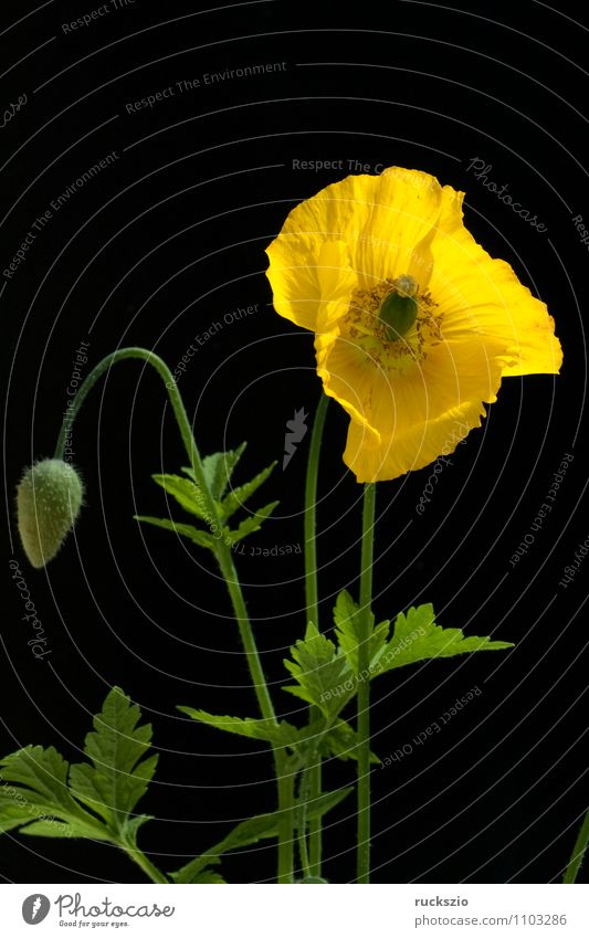 Scheinmohn, Meconopsis, cambrica, Natur Pflanze Blume Blüte Blühend frei gelb orange schwarz Mohn Mohngewaechse goldgelbe zitronengelben Halbschatten