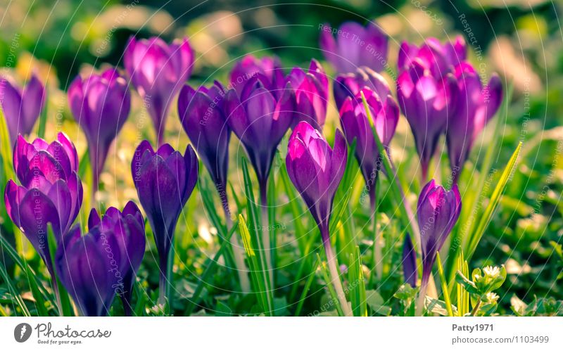 Krokusse Ostern Natur Pflanze Frühling Blume Montbretie Blühend schön grün violett Farbfoto Außenaufnahme Tag