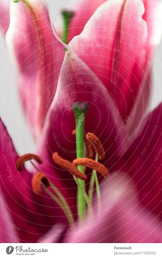 rosa Lilien Pflanze Frühling Treue Romantik Farbfoto Studioaufnahme Detailaufnahme Textfreiraum oben Unschärfe Schwache Tiefenschärfe