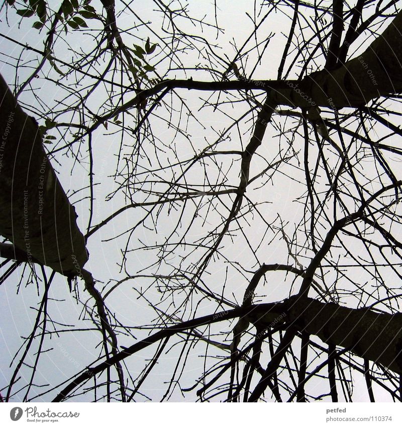 Baumkronen V Herbst Wald Blatt Winter schwarz weiß unten Wolken Himmel Ast Zweig Natur blau Schatten hoch fallen Wind