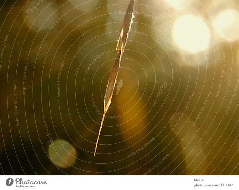 Herbstsonnengras die Zweite Gras Sonne Beleuchtung Licht Physik Ähren Wegrand Vertrauen Lichterscheinung Schönes Wetter Wärme herbstlich Spaziergang