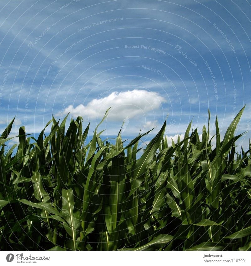 Wolke über Feld Natur Pflanze Wolken Sommer Schönes Wetter Wind Nutzpflanze fliegen Wachstum authentisch frisch Wärme ruhig Inspiration Umweltschutz
