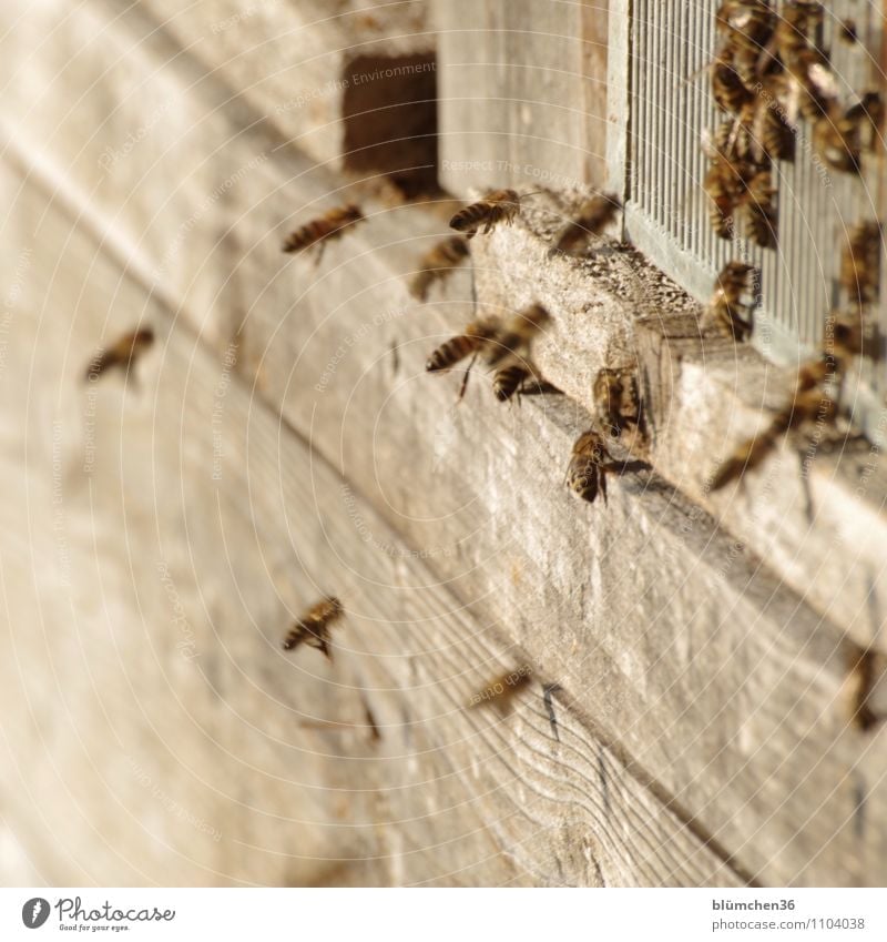 Sie sind das Volk! Tier Nutztier Wildtier Biene Honigbiene Insekt Schwarm Bienenstock ästhetisch klein natürlich feminin Teamwork Arbeit & Erwerbstätigkeit