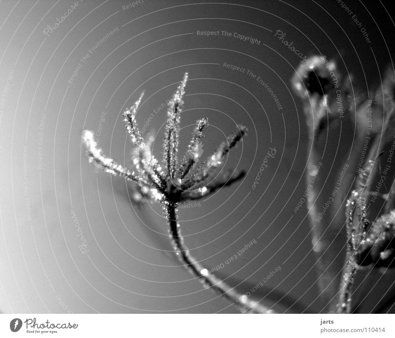 vereist II Blume kalt Winter Eiskristall gefroren Wiese Frost Kristallstrukturen jarts Wasser Seil Schwarzweißfoto