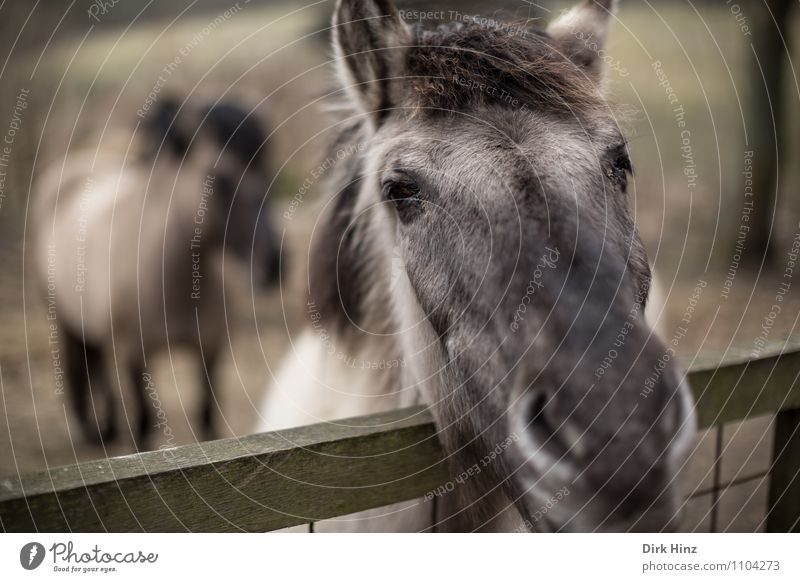 Hungry Horse Pferd Fell füttern braun Gefühle Stimmung Vorfreude Vertrauen Tierliebe friedlich ruhig Hoffnung Traurigkeit nah Erwartung Weide Zaun Grenze warten