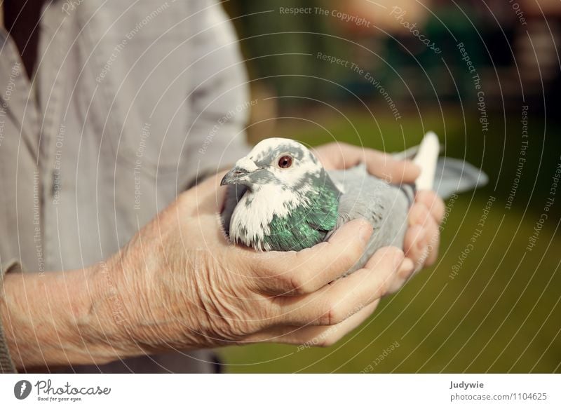 Lieber die Taube in der Hand.. Freizeit & Hobby Taubensport Brieftaubensport Brieftaubenzucht Taubenzucht Häusliches Leben Garten Mensch maskulin Mann